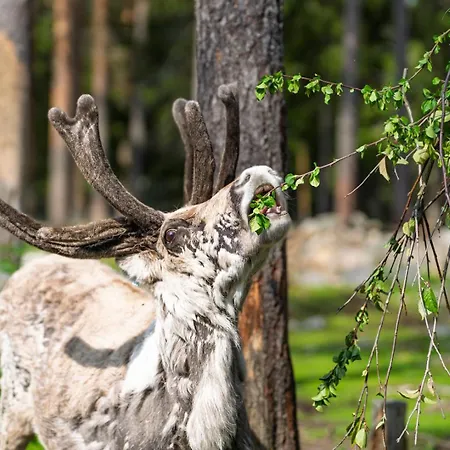 Poro-piha Reindeer Yard *